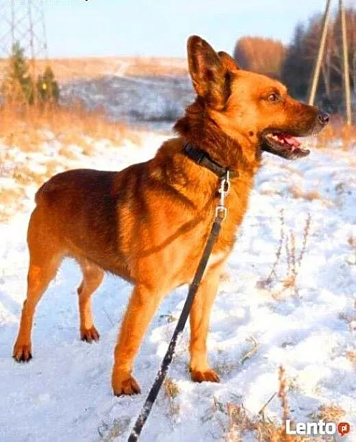BUBU - piękny, wiecznie uśmiechnięty psiak szuka d