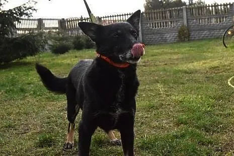 Rafia, cudo do adopcji od zaraz!,  Kundelki cała P