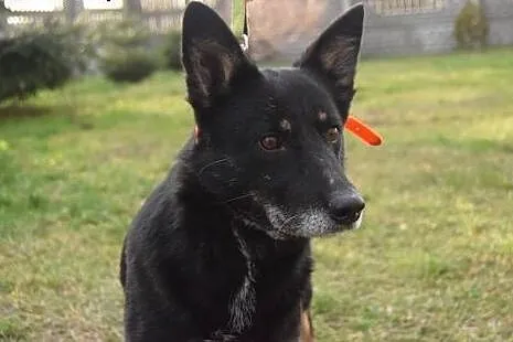 Rafia, cudo do adopcji od zaraz!,  Kundelki cała P
