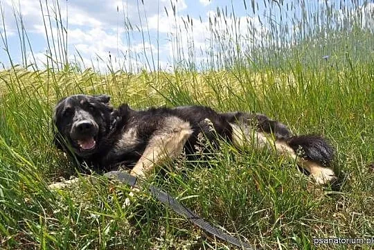Azor, psie nieszczęście PILNIE potrzebuje pomocy!