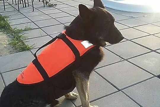 Azor, psie nieszczęście PILNIE potrzebuje pomocy!