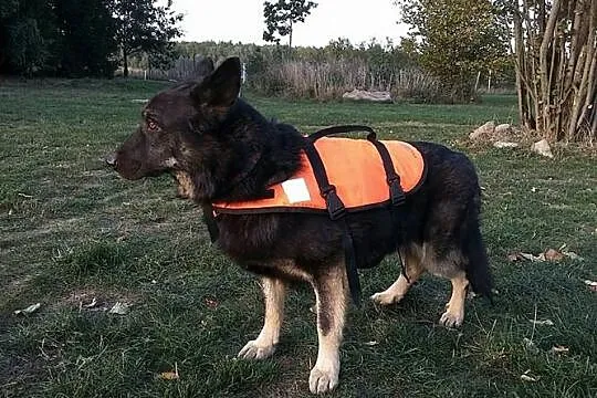 Azor, psie nieszczęście PILNIE potrzebuje pomocy!
