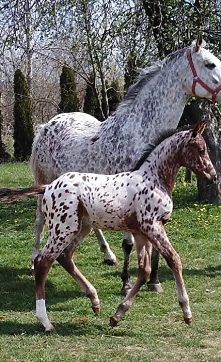 KLACZ, ,