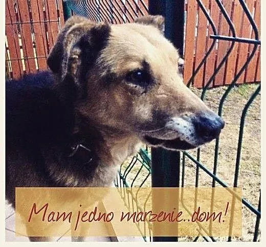 Nestor, chodząca łagodność, niesamowicie doświadcz