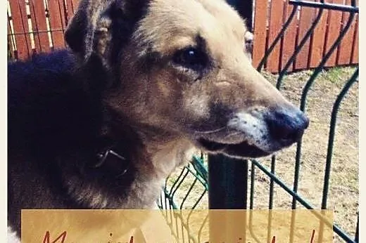 Nestor, chodząca łagodność, niesamowicie doświadcz