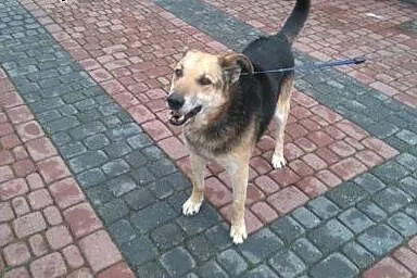 Nestor, chodząca łagodność, niesamowicie doświadcz
