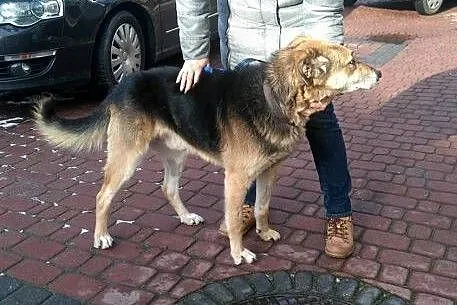 Nestor, chodząca łagodność, niesamowicie doświadcz