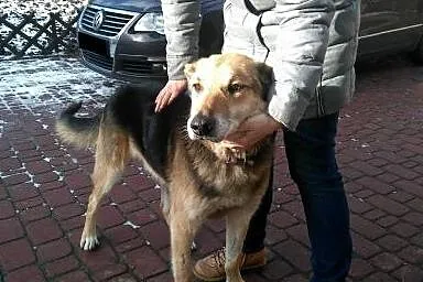 Nestor, chodząca łagodność, niesamowicie doświadcz