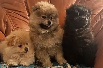 Pomeranki