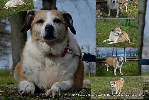 Inka szuka nowego domu,  pomorskie Słupsk