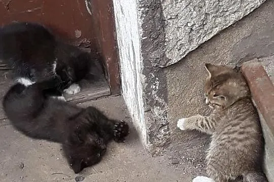 Kociaki: Brown, Melanż i Bob szukają domów