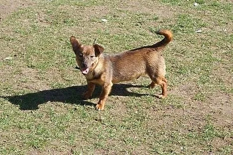 3 kg Fistaszek poleca się do adopcji!,  Kundelki cała Polska