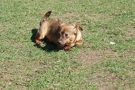 3 kg Fistaszek poleca się do adopcji!,  Kundelki c