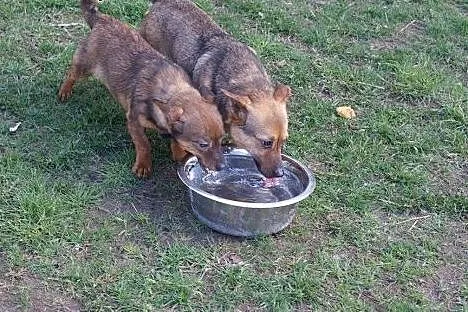 3 kg Fistaszek poleca się do adopcji!,  Kundelki c