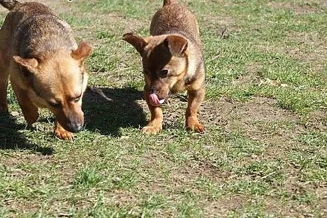 3 kg Fistaszek poleca się do adopcji!,  Kundelki c