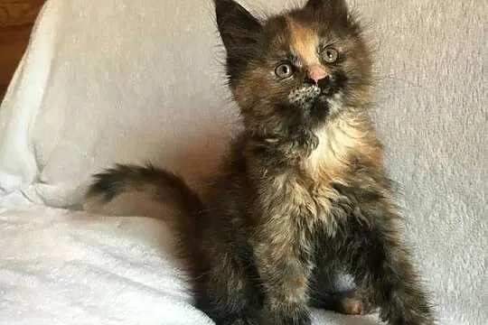 Kocięta Maine Coon wielkie koty, Małopolskie, Kraków