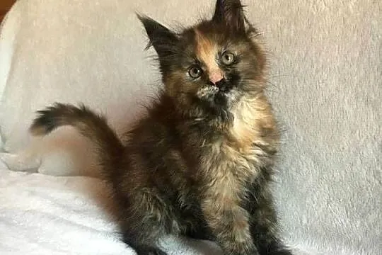 Kocięta Maine Coon wielkie koty, Małopolskie, Kraków