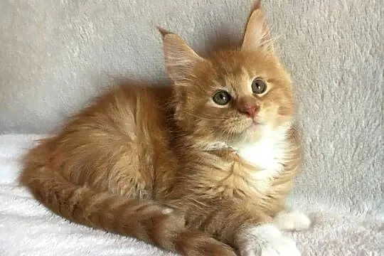 Kocięta Maine Coon wielkie koty, Małopolskie, Kraków