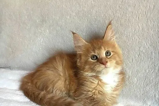 Kocięta Maine Coon wielkie koty, Małopolskie, Kraków