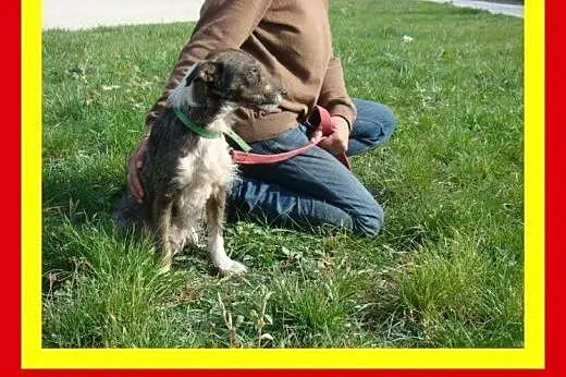 6kg,3letni,towarzyski,energiczny,aktywny ,pies PIK