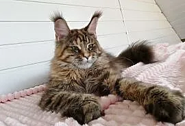 Wyjątkowa koteczka rasy Maine Coon w nowym typie, Gorzów Wielkopolski