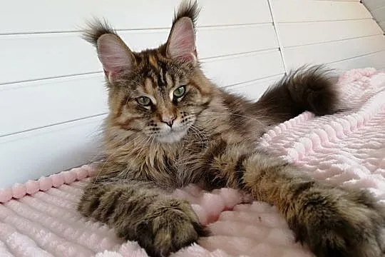 Wyjątkowa koteczka rasy Maine Coon w nowym typie, Gorzów Wielkopolski