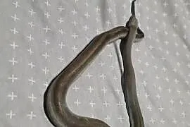 Boa cesarskie