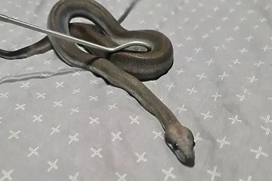 Boa cesarskie, Pomorskie, Mosty
