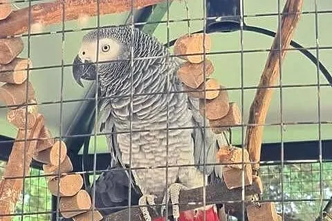 Papuga Żako samica