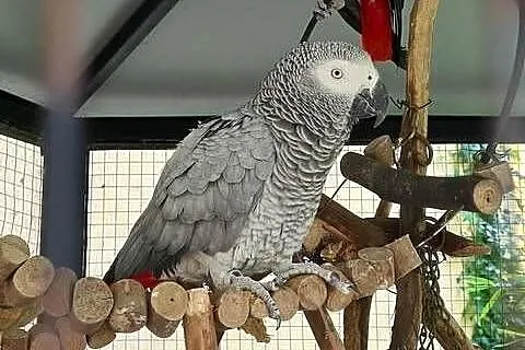 Papuga Żako samica, Mazowieckie, Płock