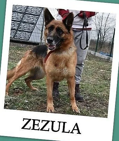 Owczarek niem,5 letnia,mądra,kontaktowa,sterylizowana sunia ZEZULA.Adopcja., Małopolskie, Kraków