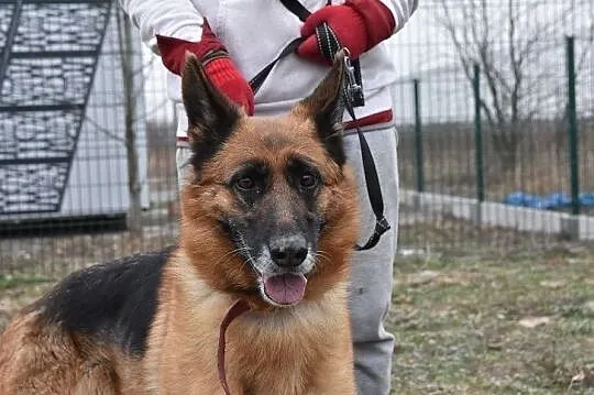 Owczarek niem,5 letnia,mądra,kontaktowa,sterylizowana sunia ZEZULA.Adopcja., Małopolskie, Kraków