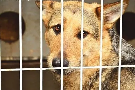 Piękna i bardzo kochana sunia - Ronia czeka na dom