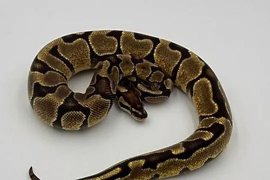 Enchi Yellow belly samica