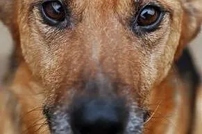 Roxi to niesamowicie radosna suczka poszukująca domu .,  łódzkie Skierniewice