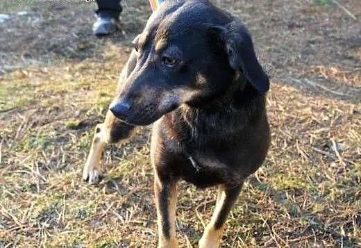 Koko - czarna, młoda sunia czeka w schronisku. Prz