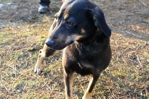 Koko - czarna, młoda sunia czeka w schronisku. Prz