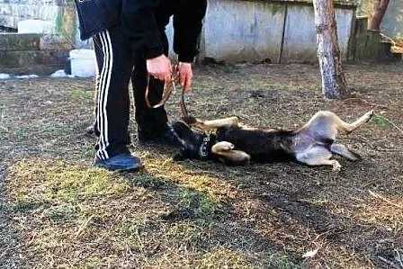 Koko - czarna, młoda sunia czeka w schronisku. Prz