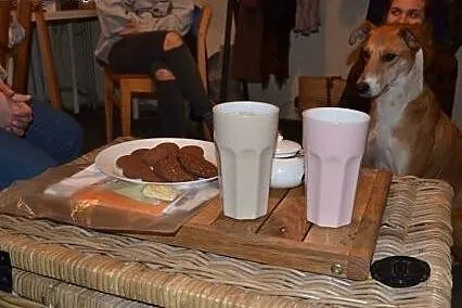 Piękny, smukły i długonogi Hary - cudowny pies pot
