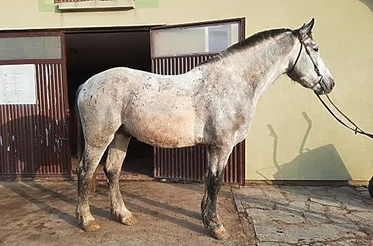 Wysoki wałach ujeżdżenie/zaprzęg. Koń rodzinny