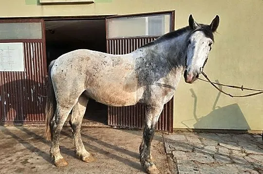 Wysoki wałach ujeżdżenie/zaprzęg. Koń rodzinny, , Gogołów