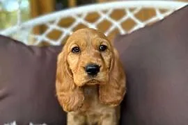 Piękny złoty piesek Cocker Spaniel Angielski rodowód chip wyprawka