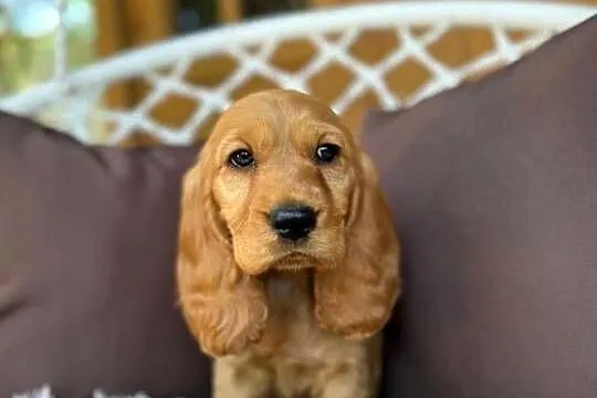 Piękny złoty piesek Cocker Spaniel Angielski rodowód chip wyprawka