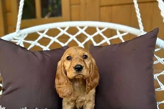 Piękny złoty piesek Cocker Spaniel Angielski rodowód chip wyprawka, Mazowieckie, Warszawa