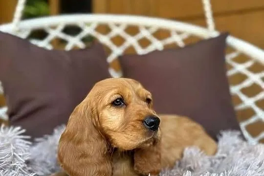 Piękny złoty piesek Cocker Spaniel Angielski rodowód chip wyprawka, Mazowieckie, Warszawa