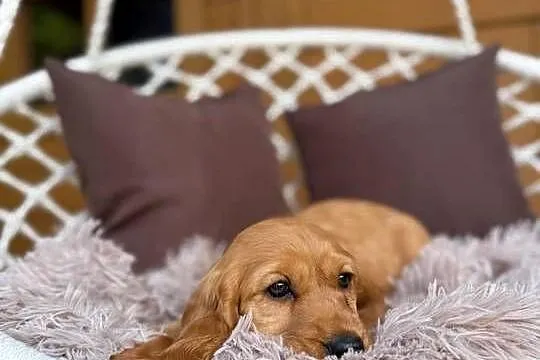 Piękny złoty piesek Cocker Spaniel Angielski rodowód chip wyprawka, Mazowieckie, Warszawa