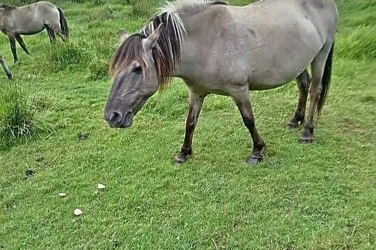Klacze konika polskiego po próbie dzielności, Dolnośląskie, Sieroszowice