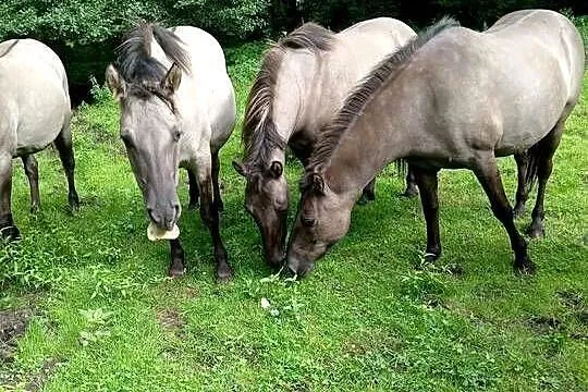 Klacze konika polskiego po próbie dzielności, Dolnośląskie, Sieroszowice