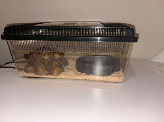 Wąż zbożowy Snow – samica + terrarium i pełne wyposażenie, , Elbląg