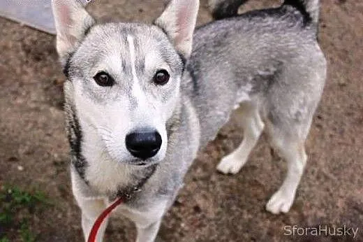 TRINITY do pokochania i adopcji od zaraz, wielk